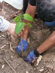 Plantando_un_arbol_de_ceiba_amarilla.jpg