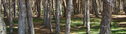 Nombre del archivo=Fomento_forestal_EPM.png
Tamaño del archivo=167KiB
Dimensiones=520x140
Fecha añadida=Octubre 10, 2019 Fomento_forestal_EPM.png